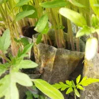 نهال گوجه ریز ترش