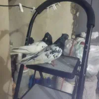 کبوتر کله سیاه|پرنده|دورود, |دیوار