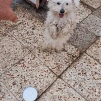 پد شناسنامه دار