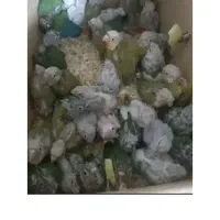 معاوضه جوجه گرین چیک با عروس هلندی قناری کوتوله