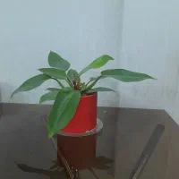 گل طبیعی|گل و گیاه طبیعی|اسلام‌شهر, زرافشان|دیوار