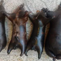 خیگه|حیوانات مزرعه|جوانرود, |دیوار