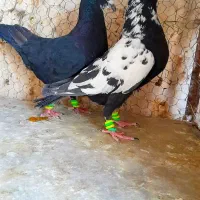 سوسکی زاغ سار پلنگ کرمونی دمسفیدشاخدارساده شیرازی