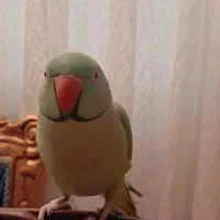 طوطی ملنگو سبز ۷ ساله|حیوانات|فردیس, ثابتی|دیوار