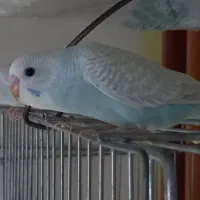 جوجه عروس و مرغ عشق جوانه|پرنده|قائن, |دیوار