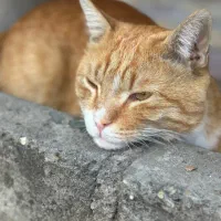 گربه گمشده / پیدا شده