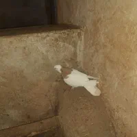 ۱ عدد طوقی زرد رنگ نر