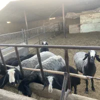 فروش تعدادی میش