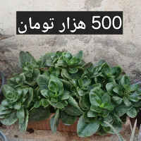 گل های طبیعی