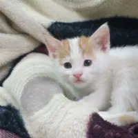 واگذاری گربه خانگی