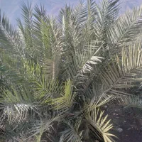 نخل (خرما) تزئینی|گل و گیاه طبیعی|رودبار, |دیوار