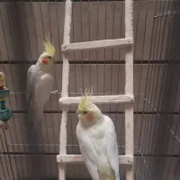 عروس هلندی ماده دستی