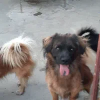 دو عدد سگ ژرمن اشپیتز