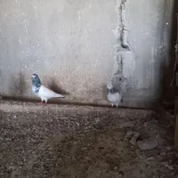 کبوتر|پرنده|کنارک, |دیوار