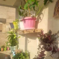 همه گل ها باهم