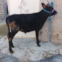 گور گوسال|حیوانات مزرعه|کلیائی, |دیوار