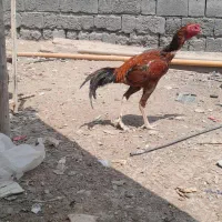 خروس لاری رودان کهنشوییه