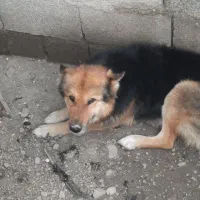 سگ خانگی درجه یک