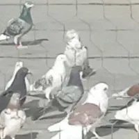 کفتر سبز ماده گم شده