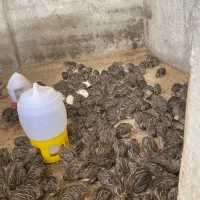 بلدرچین تعداد موجود