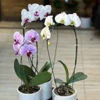 ارکیده گلدونی. باکس گل. شاخه رز هلندی