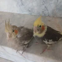 فوری .زیر قیمت بازار.بدلیل زیاد بودن پرنده هام