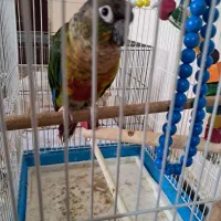 طوطی گرینجیک|پرنده|بومهن, |دیوار