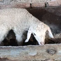 میش و بره های دوقلو|حیوانات مزرعه|نرماشیر, |دیوار