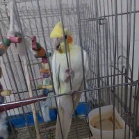 فروش عروس هلندی|پرنده|آباده, |دیوار