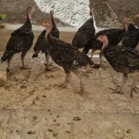 بوقلمون 2ماه 3ماه