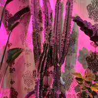 گیاه افوربیا اینجنس