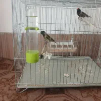 ۲ عدد نر گلبسر بخون با قفس