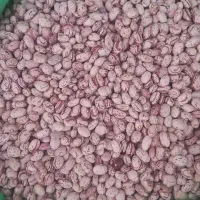 لوبیا درجه یک|عمده‌فروشی|قیدار, |دیوار