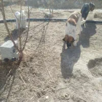 سگ قهدریجانی توله ۱۰ماهه