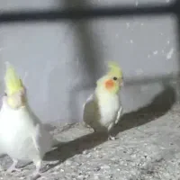 عروس هلندی|پرنده|زاویه, |دیوار