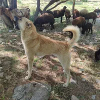 توله سراب هم گله ایی هم شکاری سگ فقط زد سگ