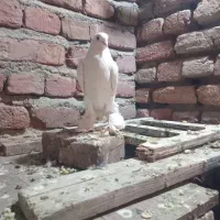 کفتر