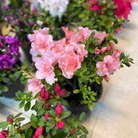 آزالیا و ارکیده