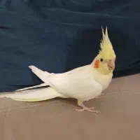 پرنده عروس هلندی