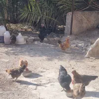 فروش مرغ محلی