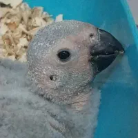 جوجه کاسکو