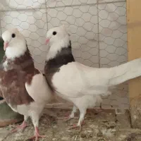 جوجه کبوتر طوقی