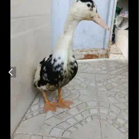 اردک