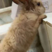 خرگوش لوپ اصیل یه تخفیف جزعی هم میدم