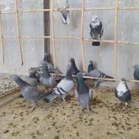 30دونه کفتر بازی|پرنده|هامون, |دیوار