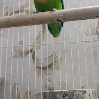 جفت کوتوله برزیلی ملوس( نژاد فیشر )با2 فرزند شیطون