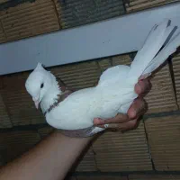 کبوتر طوق معاوضه