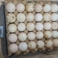 بوقلمون وتخم بوقلمون|حیوانات مزرعه|قشلاق دشت, |دیوار