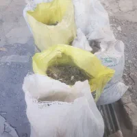 کودکبوتر