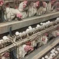 مرغ تخم گذار درشت وسربری